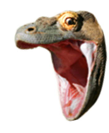Lizard